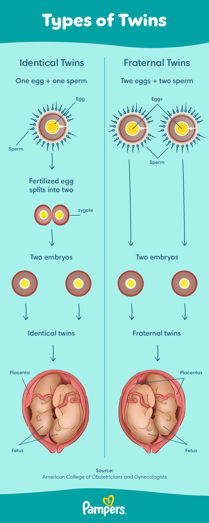 Identical vs Fraternal Twins: What Actually Changes for Parenting